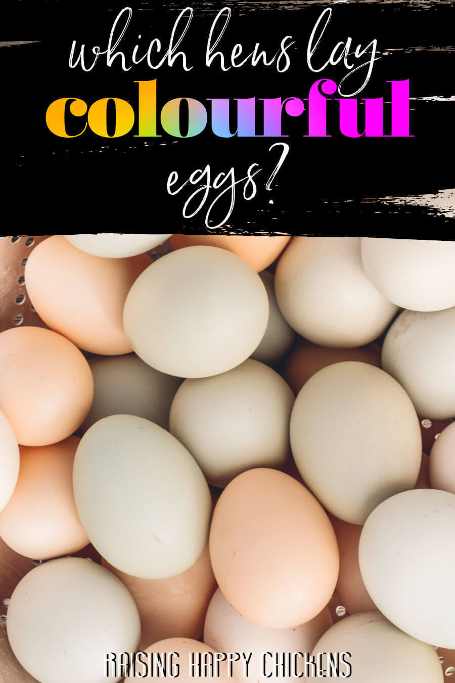 Chickens That Lay Colored Eggs 