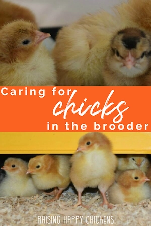 Chicks in the brooder: keeping them healthy from 0 - 8 weeks.