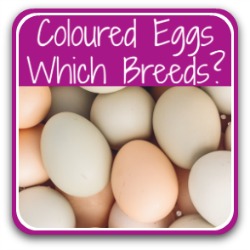 BlueRidgePetCenter: Egg Skelter - Always Use The Oldest Eggs First