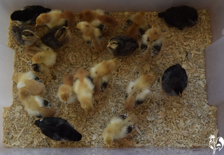 Tagesalte Küken in meinem Brooder der ersten Stufe.