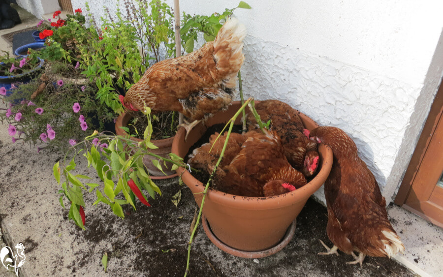 Baby Chicken Dust Bath - Chicken Dust Baths Complete How To Guide Know Your Chickens / They usually dig a shallow little hole and will burrow down into the loose matter (dirt, dust, sand, or whatever they can find) and start happily flipping that said material all over themselves.