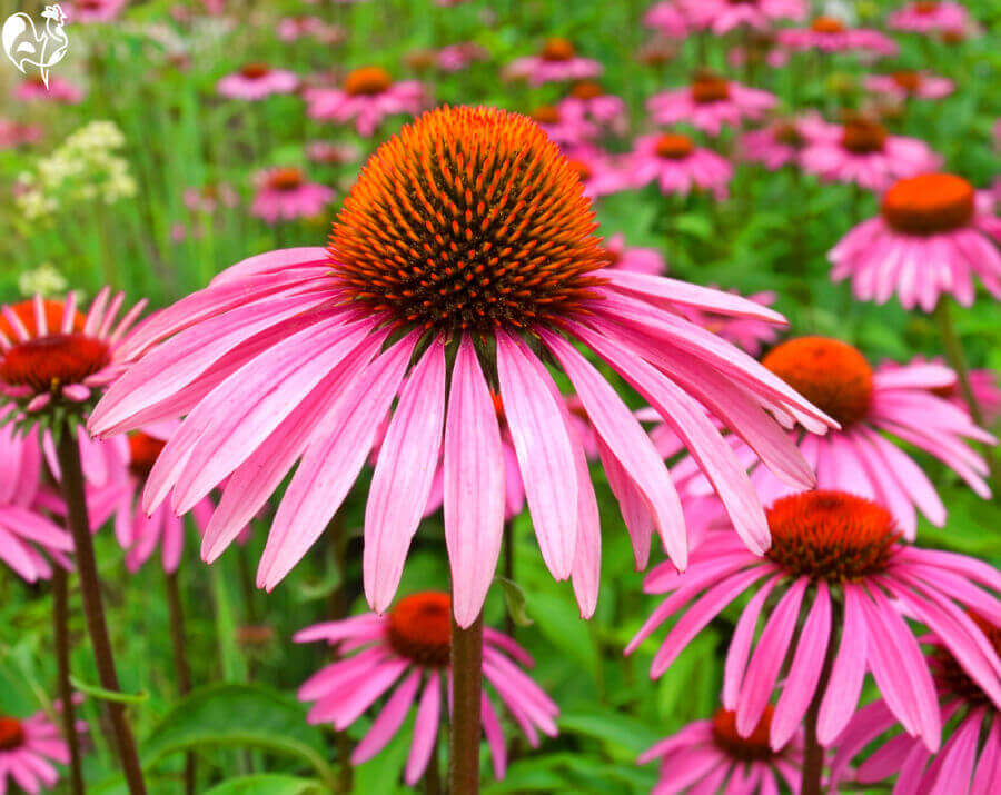 Echinacea For Chickens Benefits How To Grow Harvest And Feed