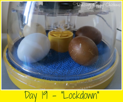 Hatching Chicks? Here's What Happens In Week 3 Of Incubation.