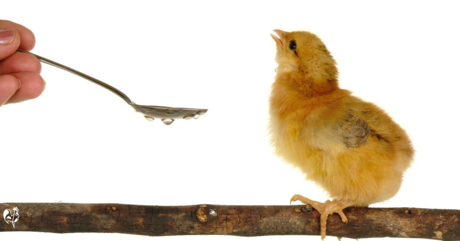 Homemade Soda with Electrolytes - Eating Bird Food