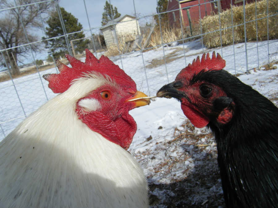 Silver Laced Polish Chicken - Sugar Feather Farm