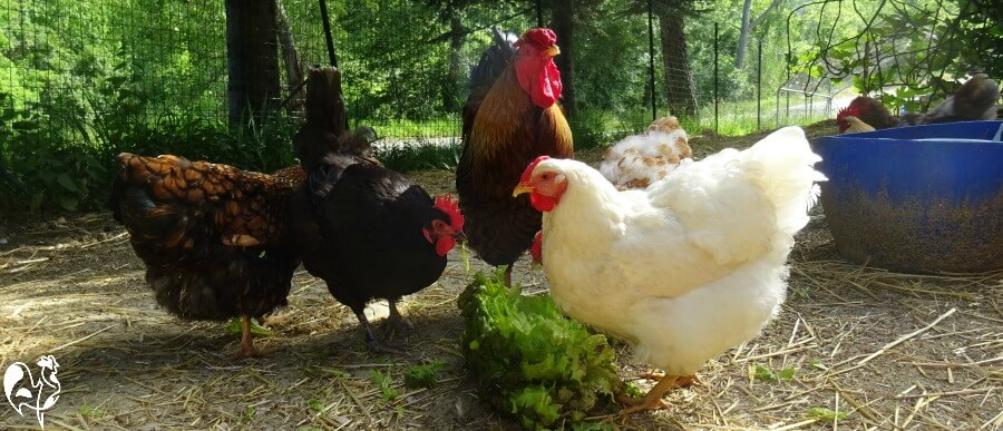 Wyandotte Chickens The Right Breed For You 8 Ways To Decide