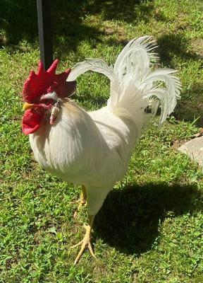 fog horn leg horn rooster