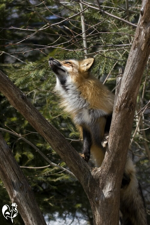 how to stop dog barking at night at foxes