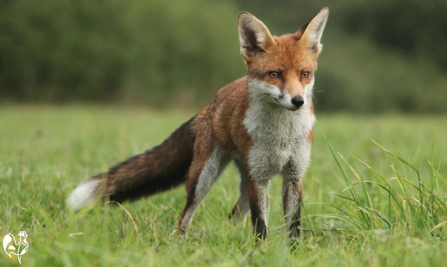 fox prey animals