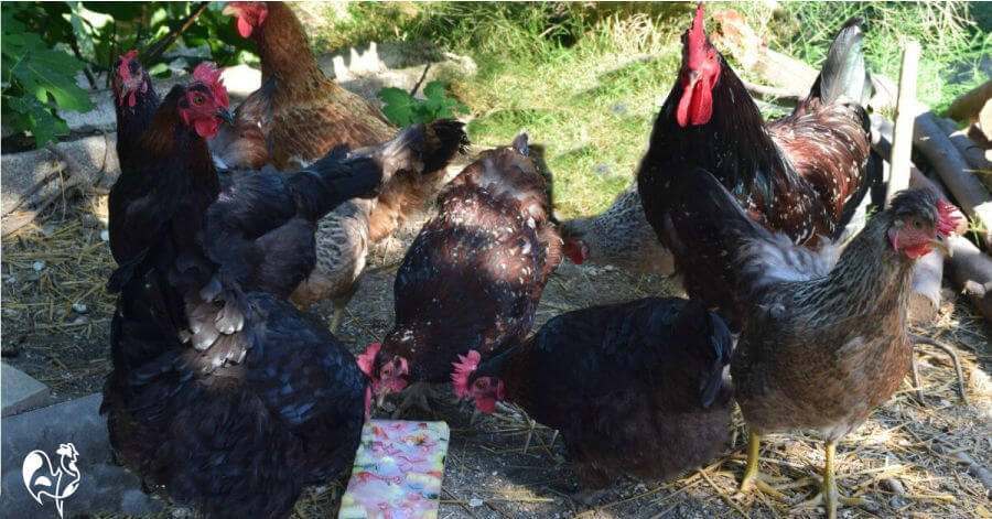 A frozen chicken treat to keep your flock cool in the heat.