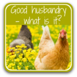 Good husbandry for chickens - what is it? Link.