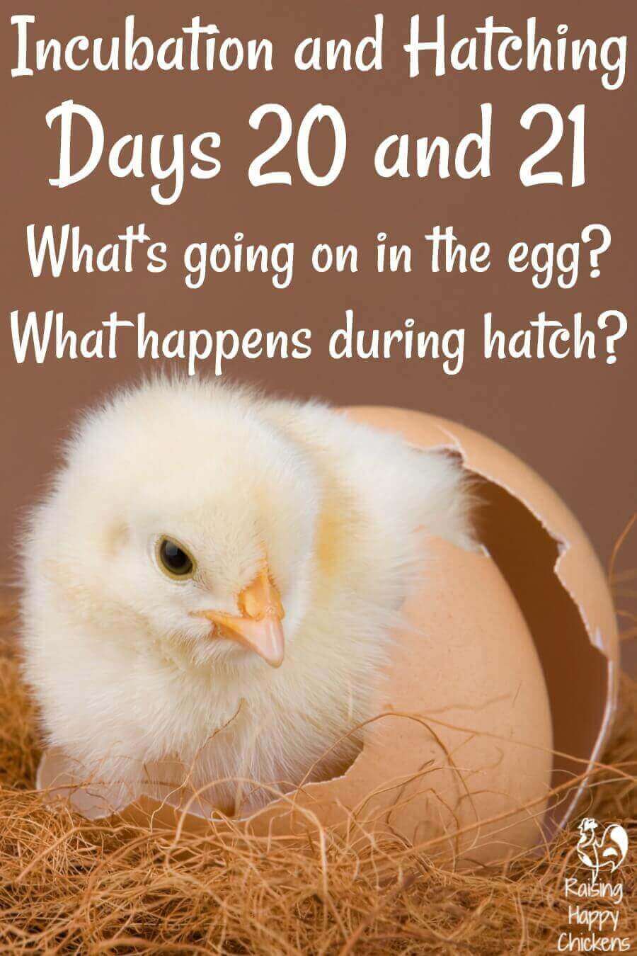 Chick hatching days 20 and 21: from pip to chick.