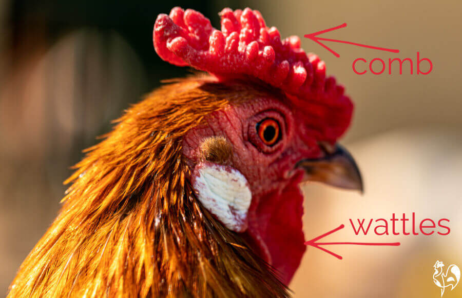 A monthly health check sheet to ensure your chickens' welfare.