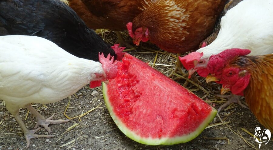 heat-exhaustion-in-chickens