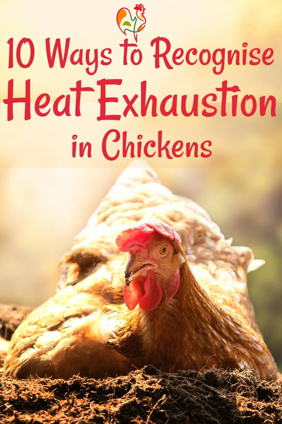 Heat Exhaustion In Chickens 