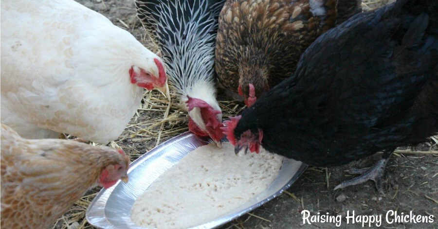 Are high protein foods good for chickens?