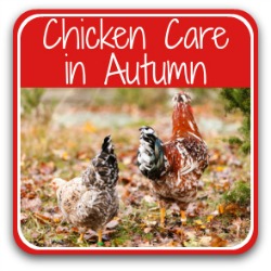 Caring for chickens in autumn - link.