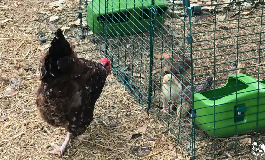 Introducing new chicks to chickens (with video!)