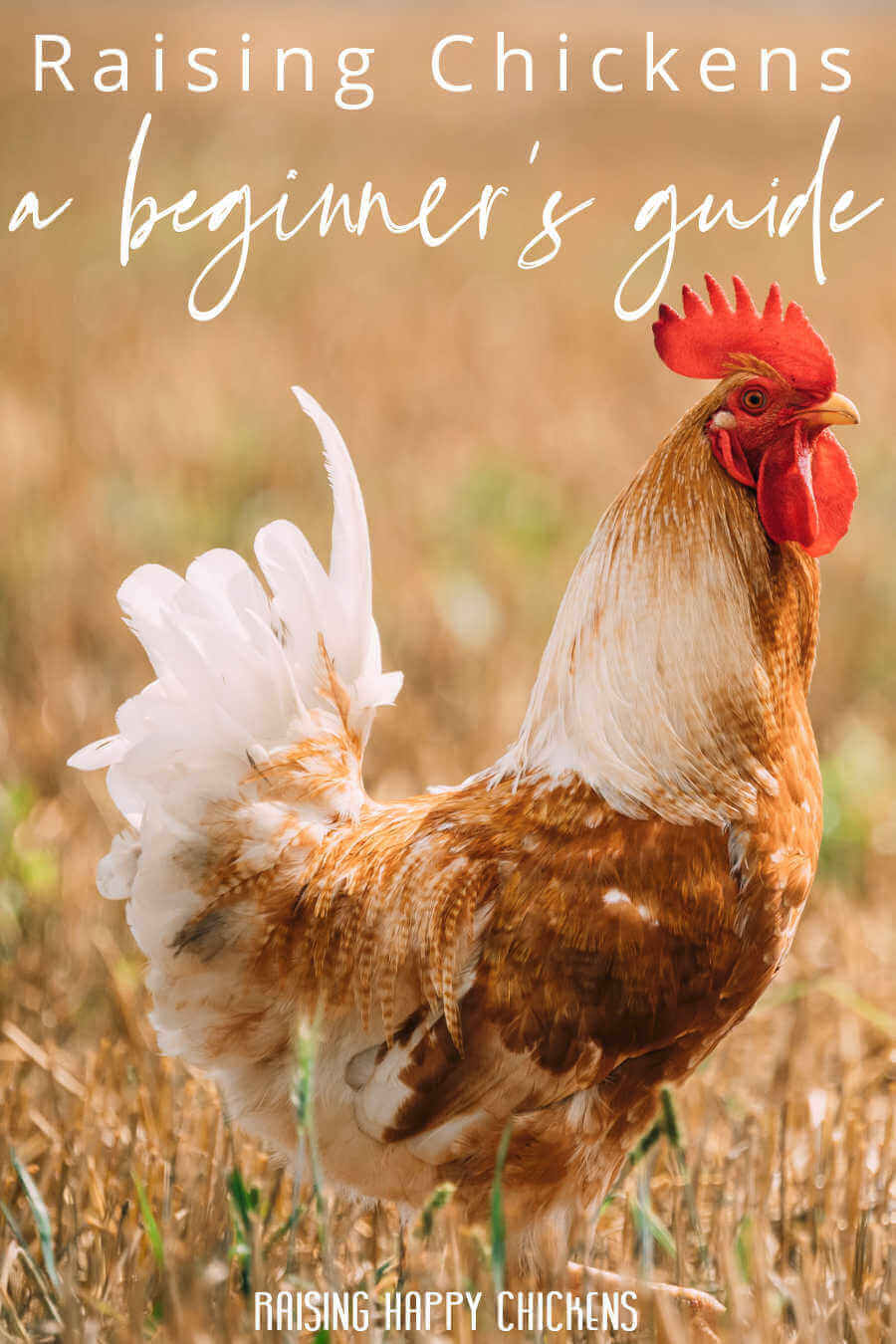 How To Raise Chickens A Beginner S Guide 2023