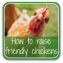 How to raise friendly chickens – link to article.