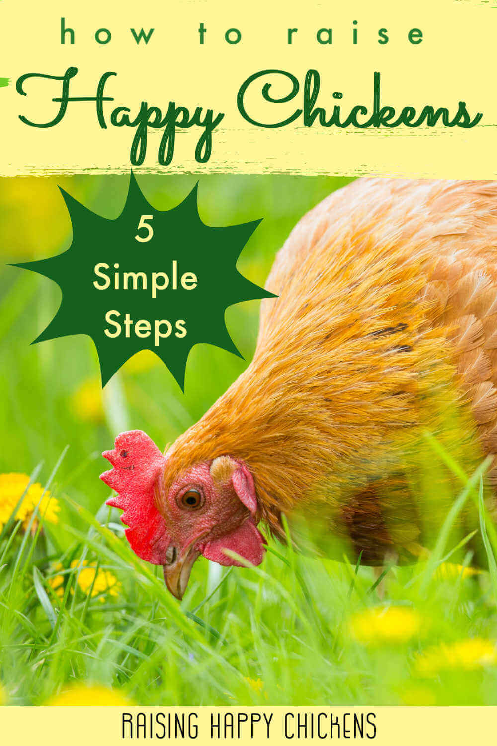 How to raise happy chickens: 5 starter steps.