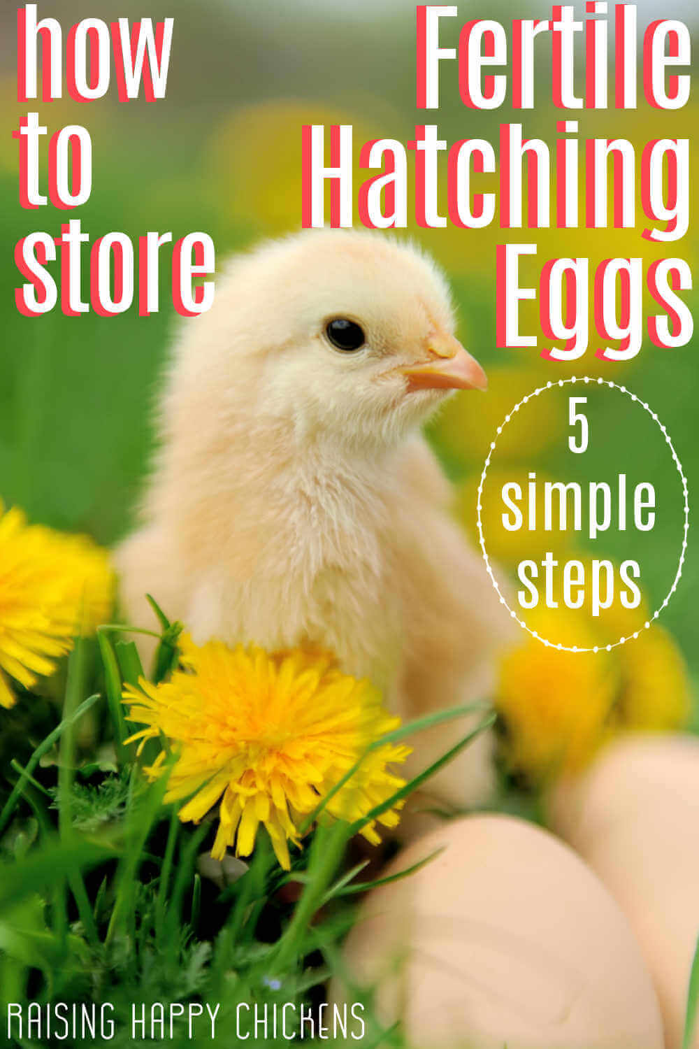 5 Tips for Clean Eggs from your Backyard Chickens - Fresh Eggs