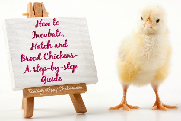 How to incubate hatch and brood your own chicks - step by 