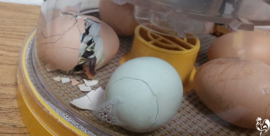 Ten steps to your perfect chicken egg incubator.