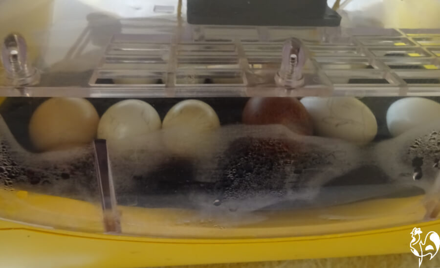 best incubator humidity for hatching chickens