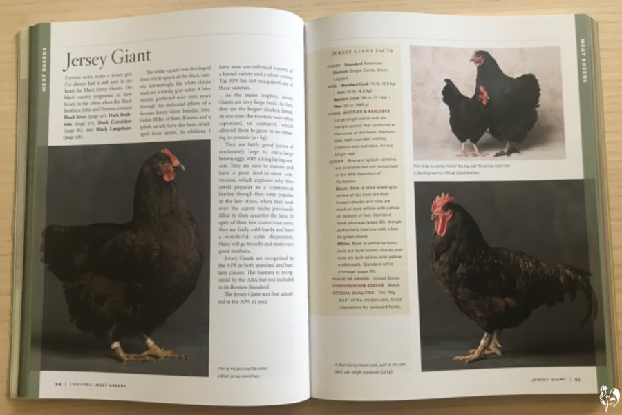 Jersey Giants: Breed Characteristics, Care Guide, (& More!)