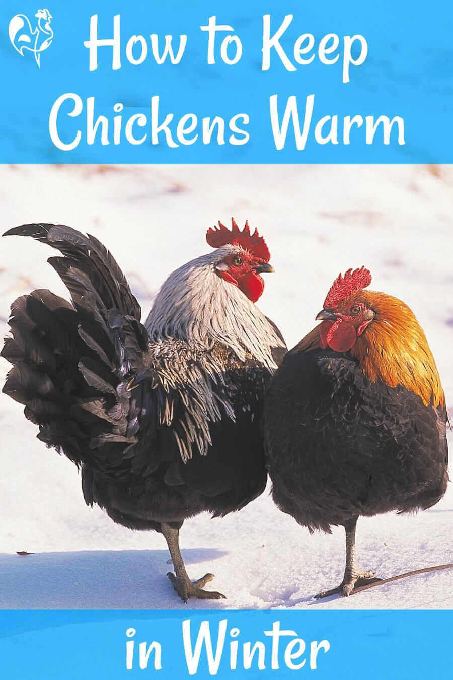 4 Ways to Insulate chicken Koop to make it winter or cold hardy