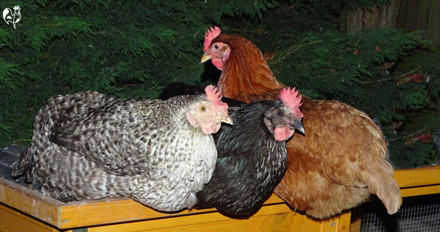 Chickens in the Winter Ultimate Guide, Warming, Eggs+