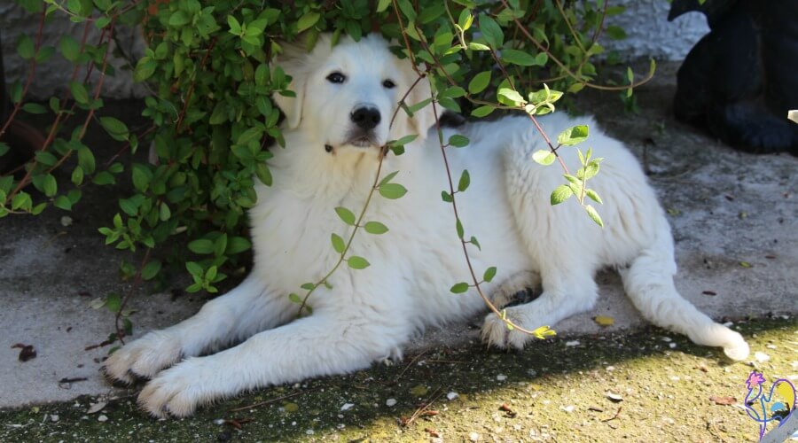 Luce, pies stróżujący Maremma, w kurniku.