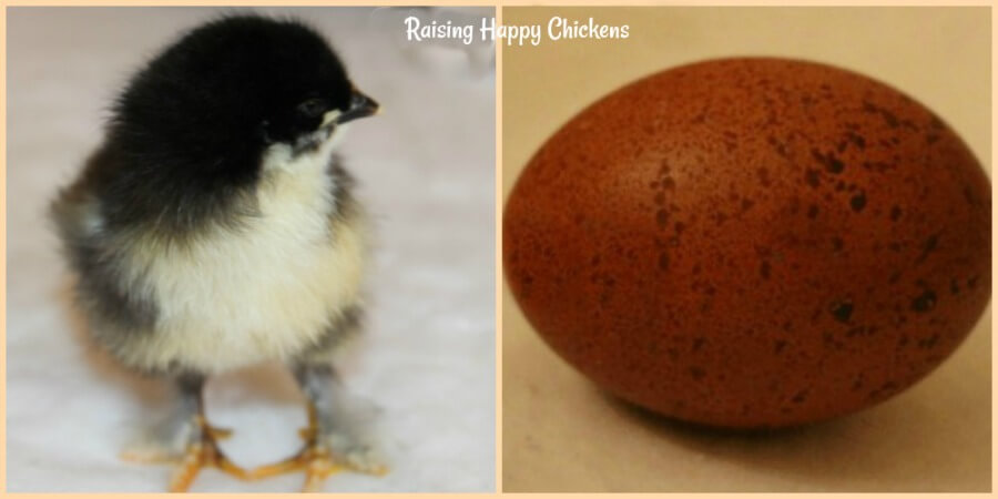 Hatching chicken eggs for sale: where to find the best!