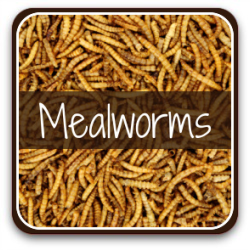 download mealworms for chickens
