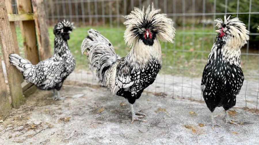Silver Laced Polish Chicken - Sugar Feather Farm