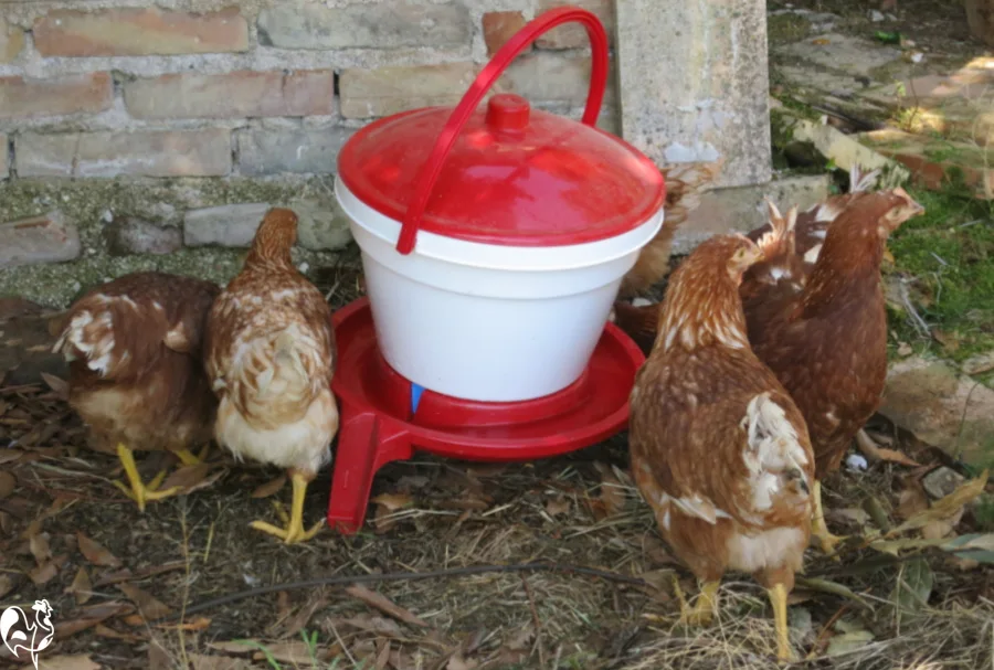 How much do chickens cost? With free downloadable worksheet!