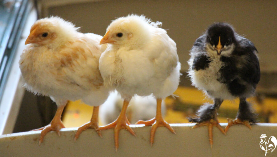 trois poussins se perchent sur le côté de mon grand