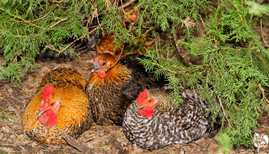 How to protect chickens from birds of prey.