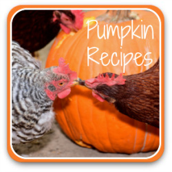 Two pumpkin recipes your chickens will love - link.