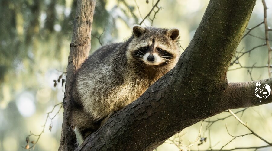 Raccoon facts: 14 tips to protect your chickens from attack.