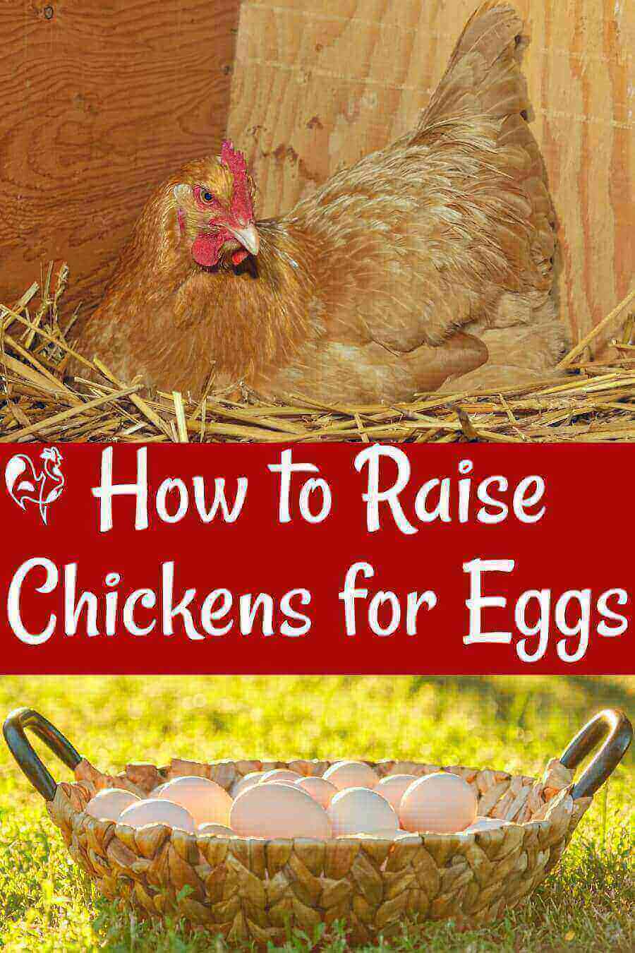 Raising Chickens For Eggs Basic Requirements