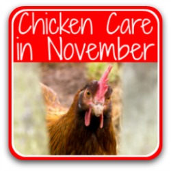 Taking care of your flock in November - link.