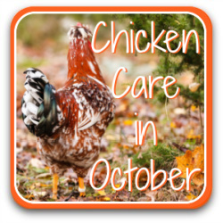 Chicken care in October - link.