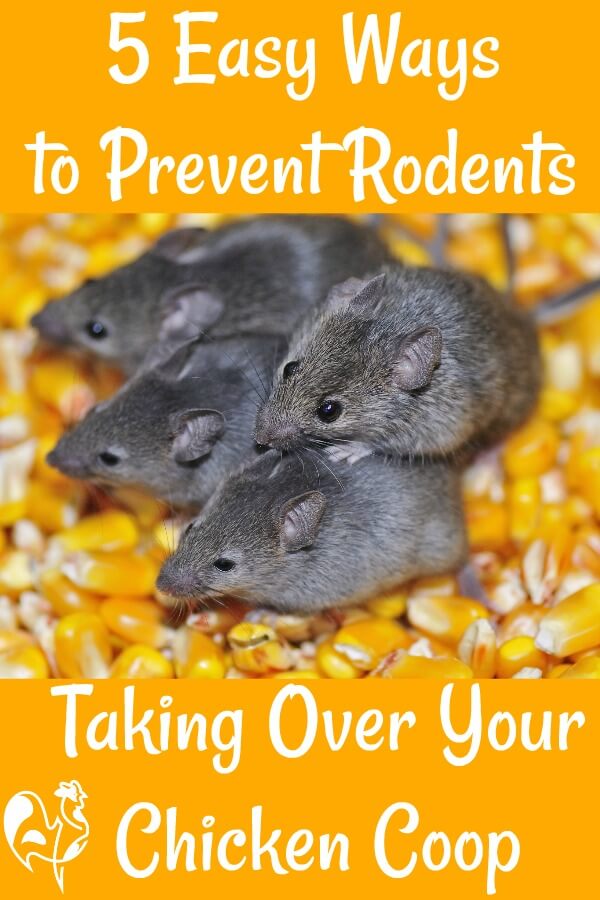 Rodent Control: In and around the coop