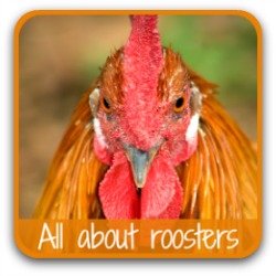 All about Roosters!