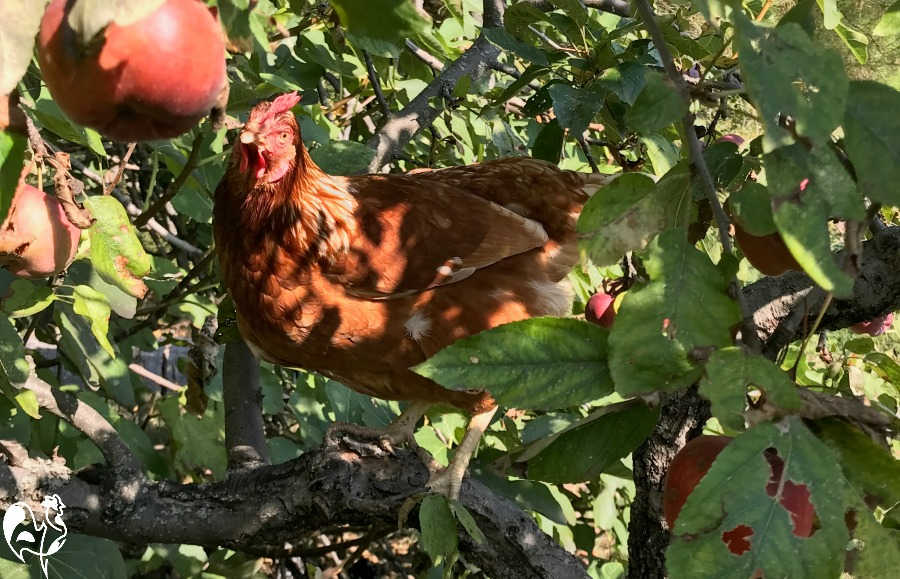 Mijn Red Star-kip in de appelboom, mikkend op het fruit!