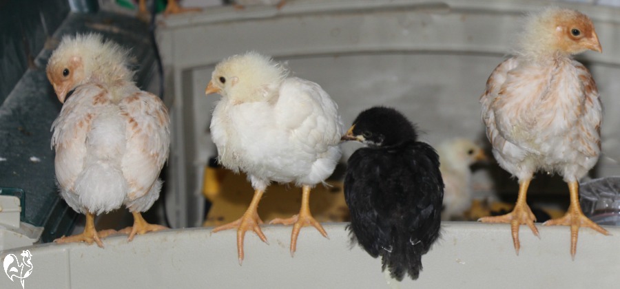 Quatre de mes poussins de trois semaines perchés sur leur éleveuse.