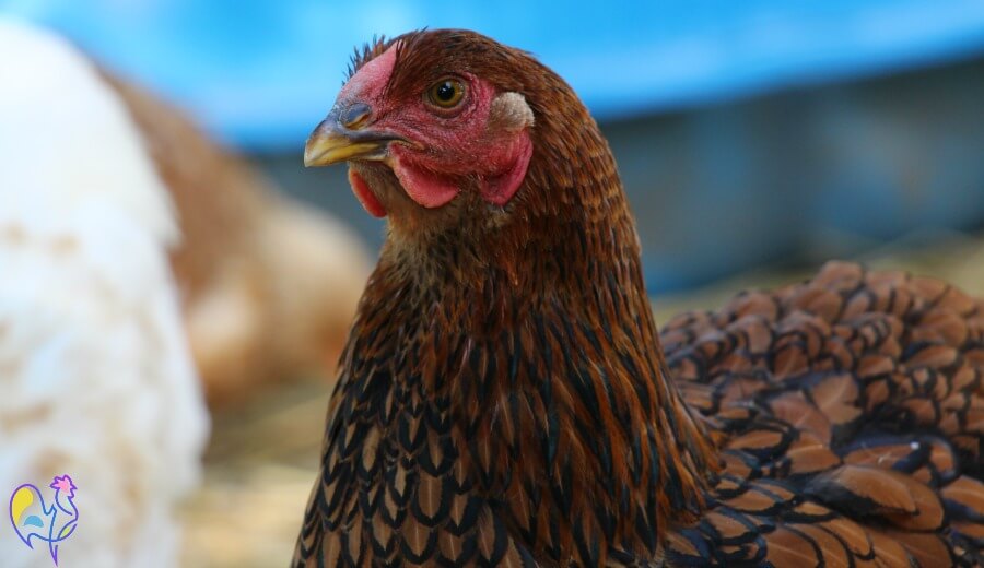  Ce poussin Wyandotte à Lacets Dorés est devenu victime du syndrome de 