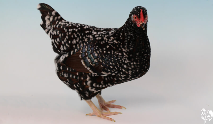 Speckled Sussex Chicken Breed: The Most Beautiful Dual, 41% OFF